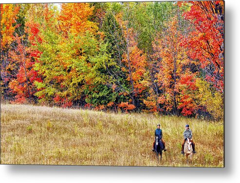 Rocky Mountain Horse Metal Print featuring the photograph Fall Hack by Peter Lindsay