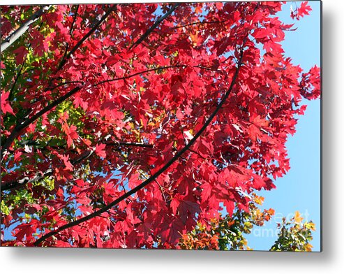 Landscape Metal Print featuring the photograph Fall in Illinois by Debbie Hart