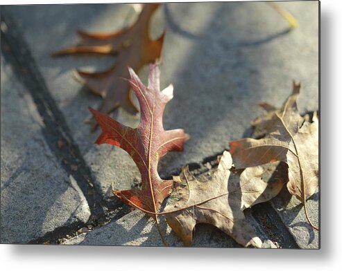 Fall Metal Print featuring the photograph Autumn Oak Leaves on sidewalk by Valerie Collins