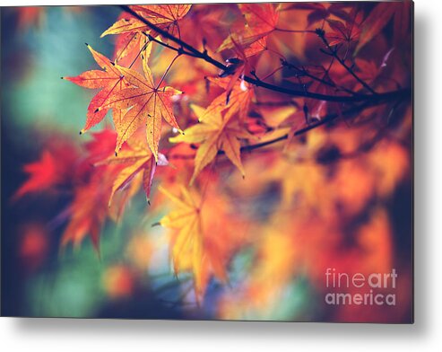 Nature Metal Print featuring the photograph Fall leaves by Sylvia Cook