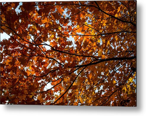 Maples Metal Print featuring the photograph Fall Maples - 02 by Wayne Meyer