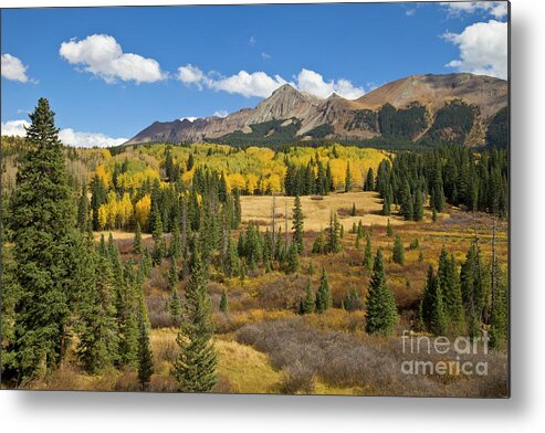 00559296 Metal Print featuring the photograph Fall Meadow Rocky Mountains Colorado by Yva Momatiuk John Eastcott