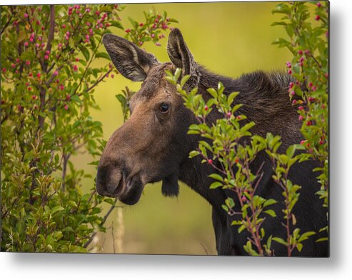 Moose Metal Print featuring the photograph Fall Moose by Kevin Dietrich