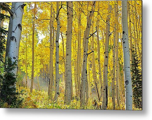 Aspen Trees Metal Print featuring the photograph Fall Morning Shine by Matt Helm