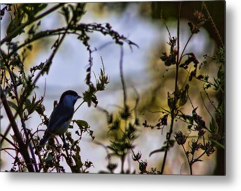 Temple Metal Print featuring the photograph Fall Silhouette by Gary Holmes