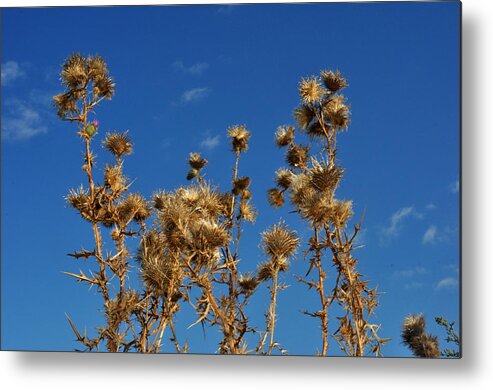 Thistles Metal Print featuring the photograph Fall thistles in Iowa by Diane Lent