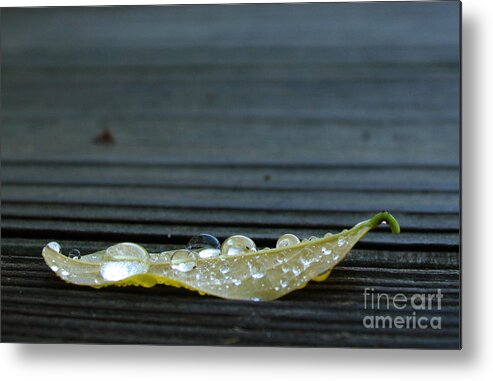 Leaf Metal Print featuring the photograph Fallen II by Douglas Stucky