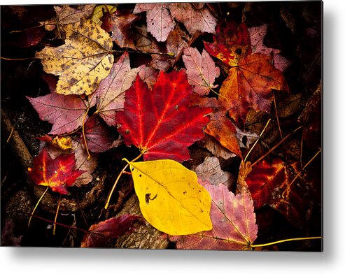 Autumn Metal Print featuring the photograph Fallen by Karol Livote