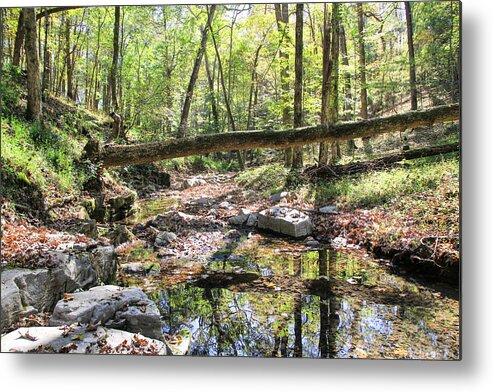 Tree Metal Print featuring the photograph Fallen by Kristin M Crist