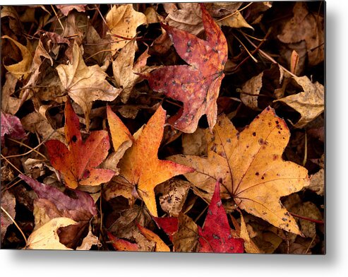 Red Metal Print featuring the photograph Fallen Leaves by Rebecca Davis