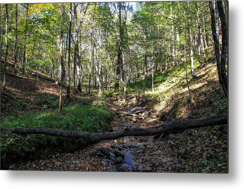 Tree Metal Print featuring the photograph Fallen Trail by Kristin M Crist