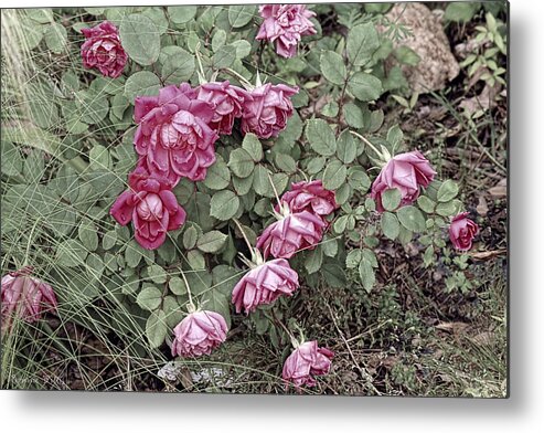 Roses Metal Print featuring the photograph Fallin' Roses by Bonnie Willis