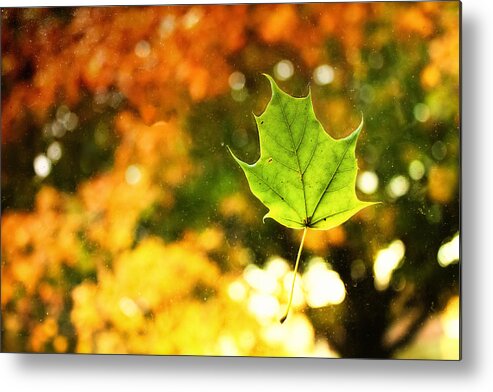 Fall Metal Print featuring the photograph Falling Leaf by Lars Lentz