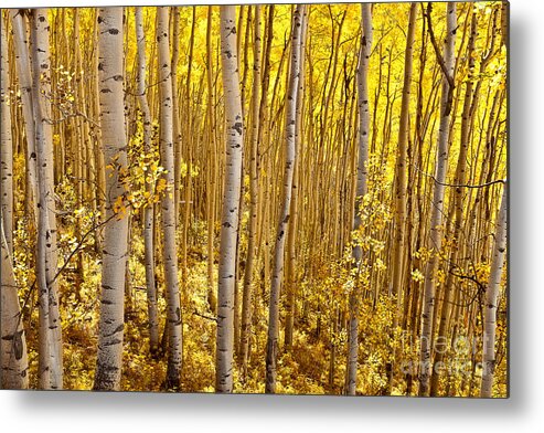 Landscape Metal Print featuring the photograph Fall's Golden Light by Steven Reed