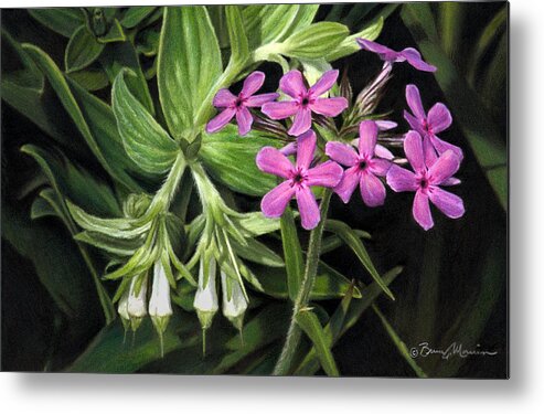 Wildflowers Metal Print featuring the drawing False Gromwell with Prairie Phlox by Bruce Morrison