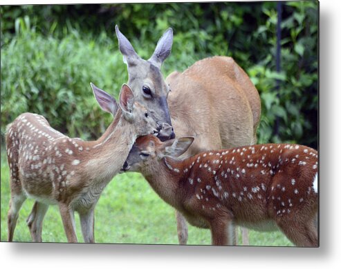 Deer Metal Print featuring the photograph Family Hug by Lori Tambakis