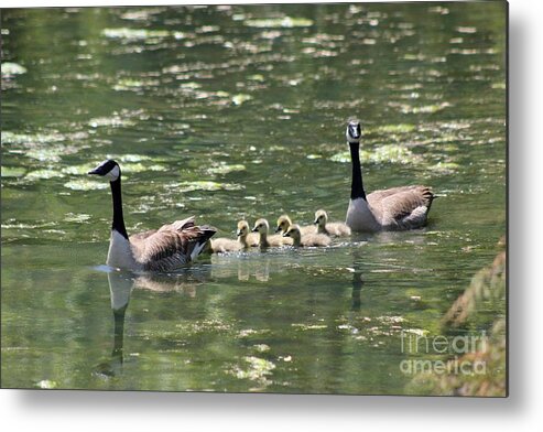 Geese Metal Print featuring the photograph Family of Geese by Stephanie Hanson