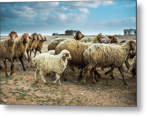 Animal Themes Metal Print featuring the photograph Family by Ran Zisovitch