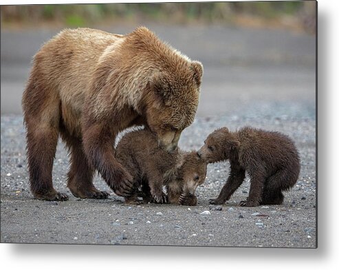 Bears Metal Print featuring the photograph Family Tug Of War by Renee Doyle