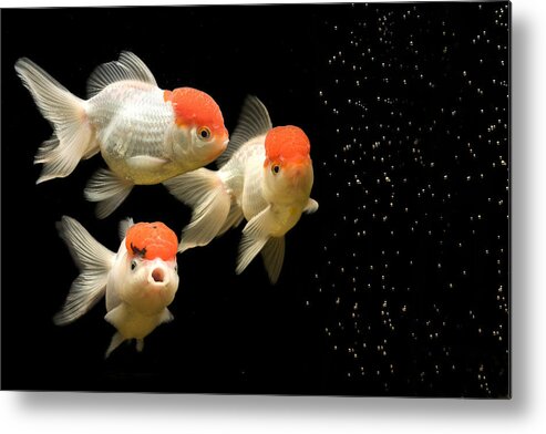 Fish Metal Print featuring the photograph Fancy Goldfish by Jean-Michel Labat