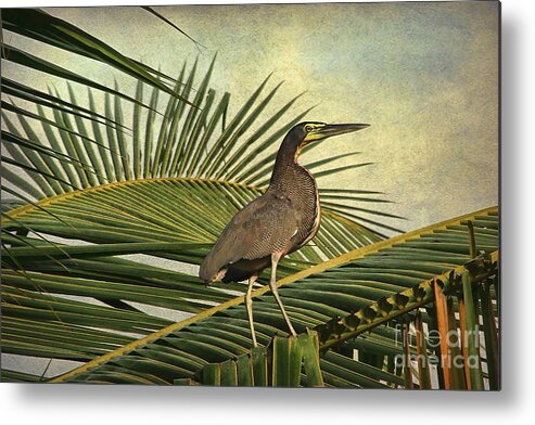 Bird Metal Print featuring the photograph Fasciated Tiger Heron by Teresa Zieba