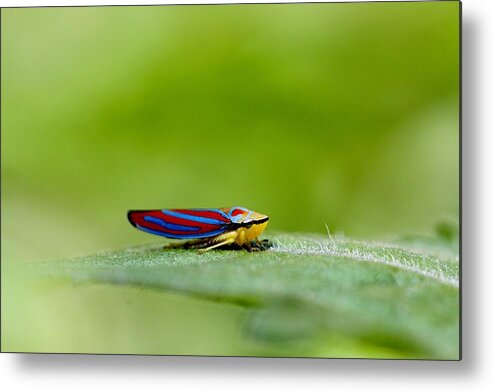 Leafhopper Metal Print featuring the photograph Fashion Bug - Leafhopper by Andrea Lazar