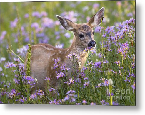 Fawn Metal Print featuring the photograph Fawn in Asters by Sonya Lang