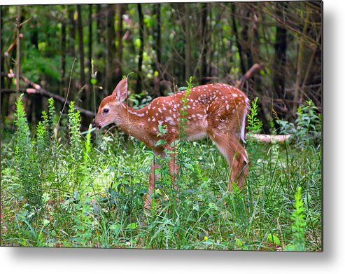 Fawn Metal Print featuring the photograph Fawn in Sunbeams by Mary Almond