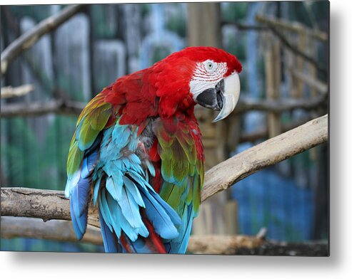Parrot Metal Print featuring the photograph Feathers by Jackson Pearson