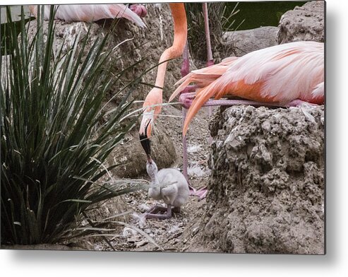 Flamingos Metal Print featuring the digital art Feeding The Baby by Photographic Art by Russel Ray Photos
