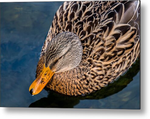 Duck Metal Print featuring the photograph Female Duck by Andreas Berthold