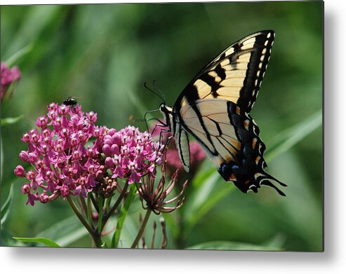 Butterflies Metal Print featuring the photograph Female Eastern Tiger Swallowtail by Janice Adomeit