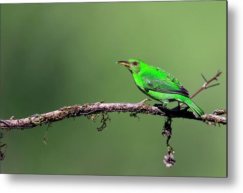 Animal Themes Metal Print featuring the photograph Female Green Honeycreeper by Mlorenzphotography