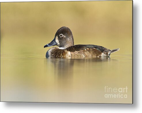 Duck Metal Print featuring the photograph Female Ring necked duck by Bryan Keil