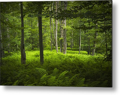 Art Metal Print featuring the photograph Ferns in a Vermont Woodland Forest by Randall Nyhof