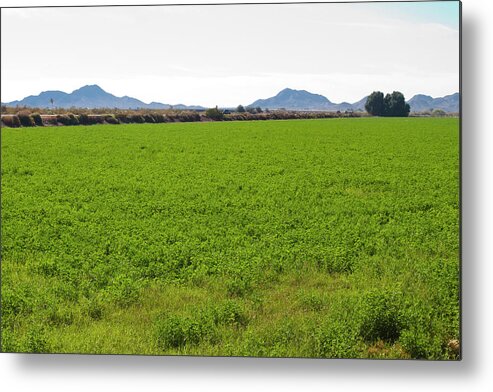 Tranquility Metal Print featuring the photograph Fertile Farm Fields Of Southern by Mark Miller Photos