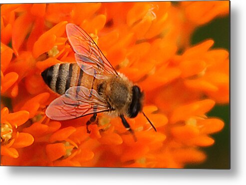 Orange Flower Metal Print featuring the photograph Ff-17 by David Yocum