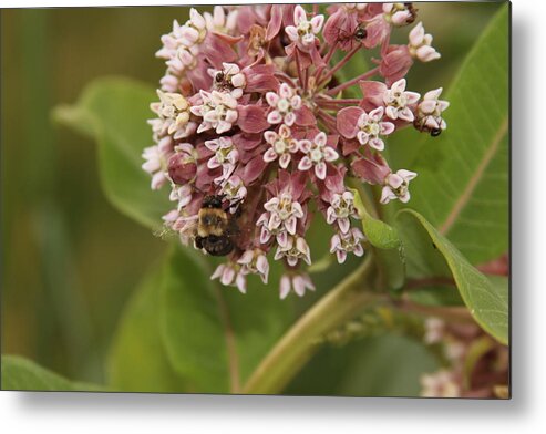 Bee Metal Print featuring the photograph Ff-19 by David Yocum