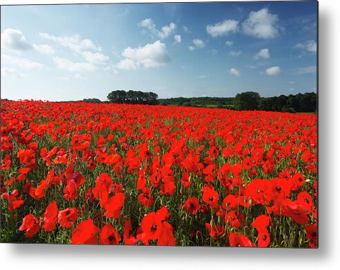 Scenics Metal Print featuring the photograph Field Of Common Poppies by James Osmond