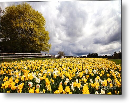 Daffodils Metal Print featuring the photograph Field of Daffodils by Sylvia Cook