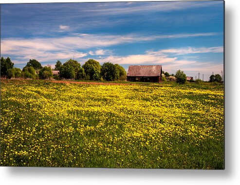 Landscape Metal Print featuring the photograph Field of Gold. Dandelions at Village by Jenny Rainbow