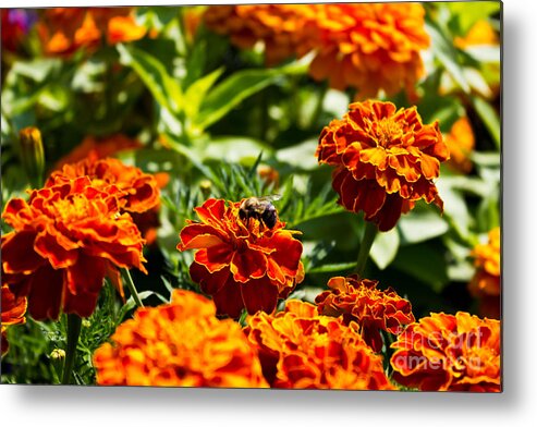 Marigolds Metal Print featuring the photograph Field Of Marigolds by Ms Judi