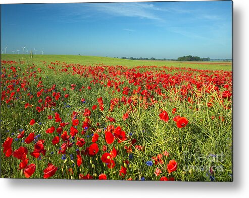 Corn Poppy Metal Print featuring the photograph Field Of Poppies Germany by Helmut Pieper