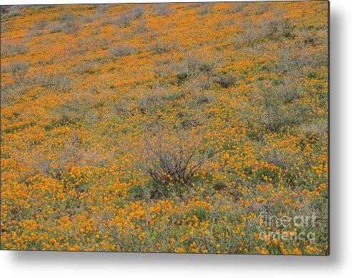 Poppies Metal Print featuring the photograph Field of Poppies by Tamara Becker