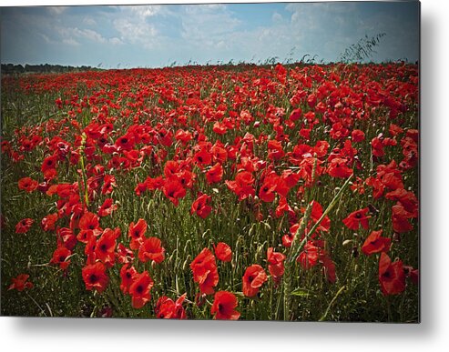 Dorset Metal Print featuring the photograph Field of poppy flowers by Ska
