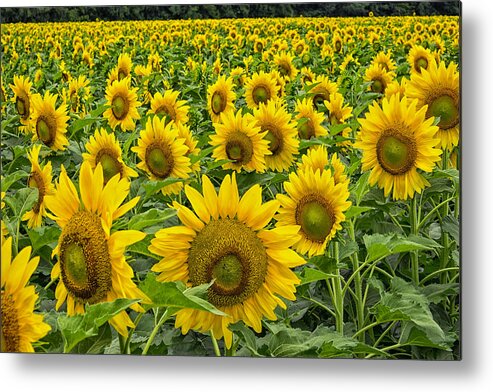Sunflowers Metal Print featuring the photograph Field Of Smiles by Joe Ownbey
