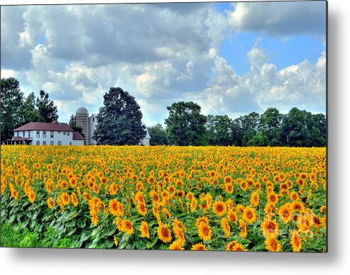Sunflower Metal Print featuring the photograph Field Of Sunflowers by Kathleen Struckle
