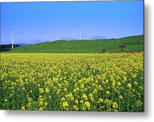 Broccoli Metal Print featuring the photograph Field Of Tenderstem Broccoli by The Landscape Of Regional Cities In Japan.