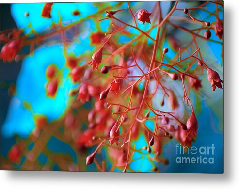  Metal Print featuring the photograph Fiery Red Clusters - Illawarra Flame Tree by Kerryn Madsen-Pietsch