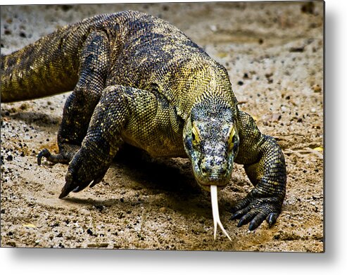 Komodo Dragon Metal Print featuring the digital art Fight by Ray Shiu